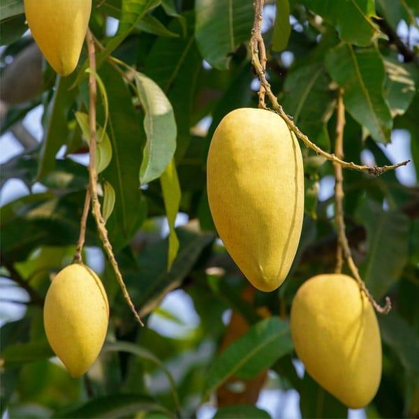 কাটিমন আম ২