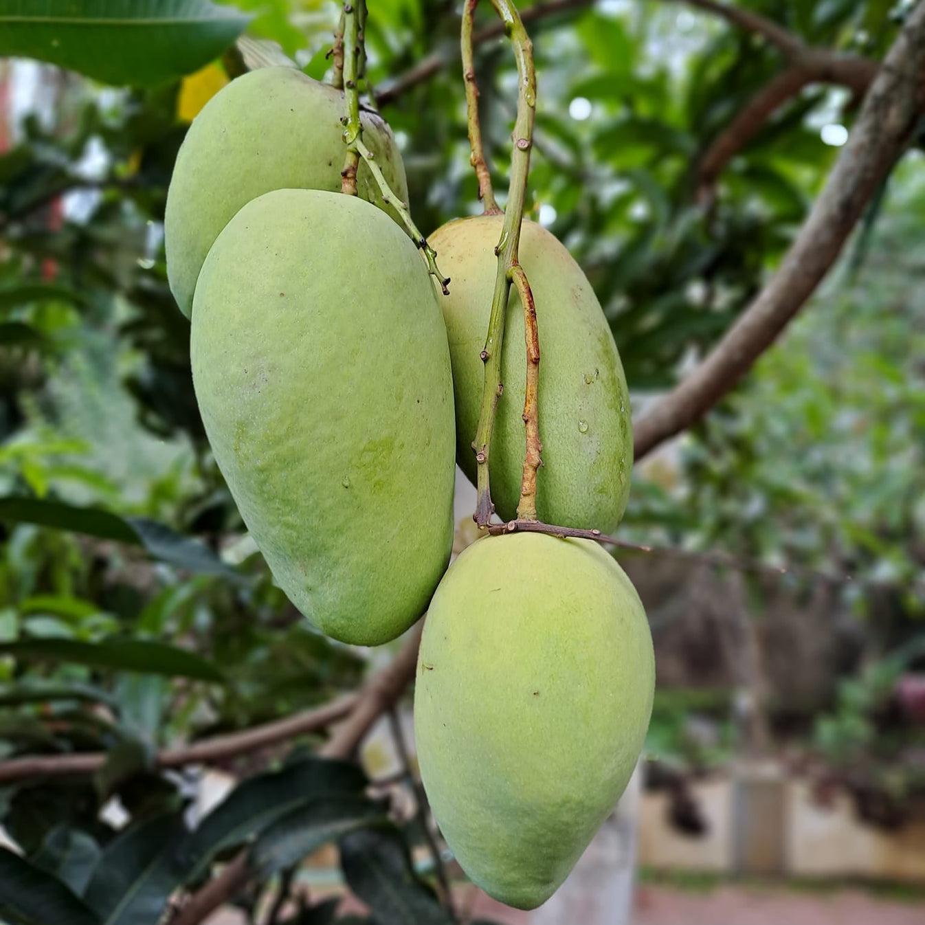 কাটিমন আম ৩